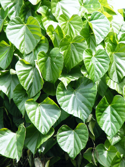 簡単に育てられるティノスポラ植物の種