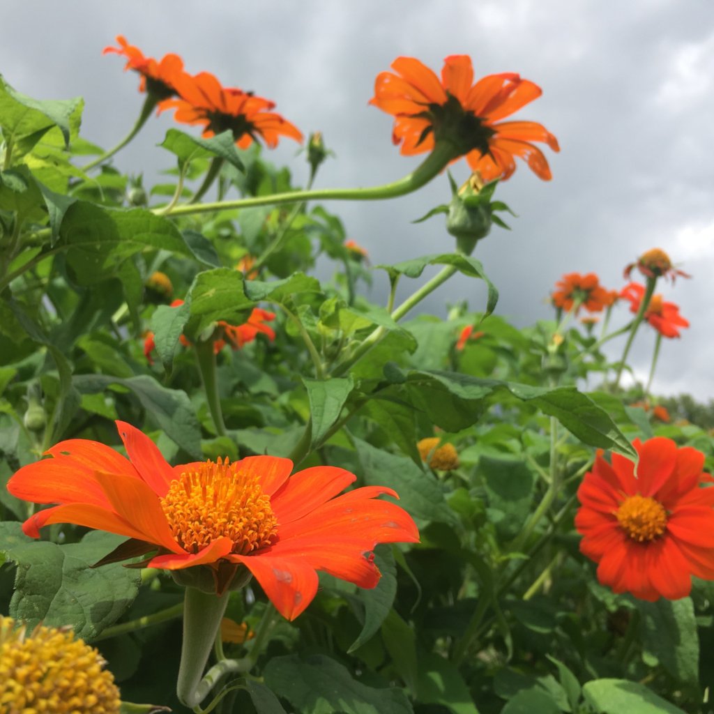 Orange Tithonia Flower seeds for Planting - Seasonal Bloomer, Heirloom & GMO Free Seeds for Home Garden
 
 Sale for planting in home garden
