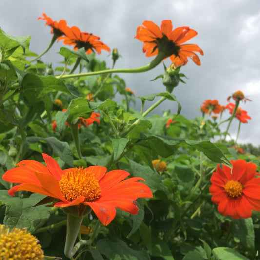 Orange Tithonia Flower seeds for Planting - Seasonal Bloomer, Heirloom & GMO Free Seeds for Home Garden
 
 Sale for planting in home garden