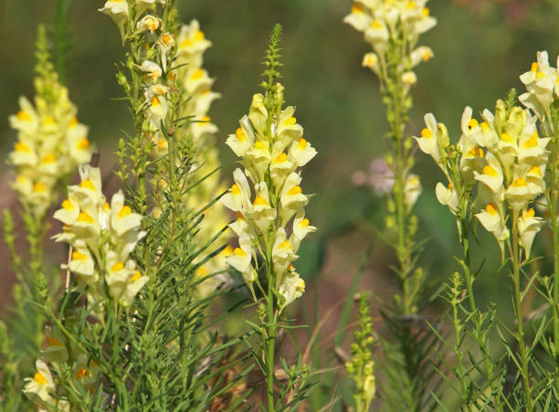 Butter & Eggs Toadflax (Linaria vulgaris) Wild Snapdragon Bicolor Yellow Flower Seeds
