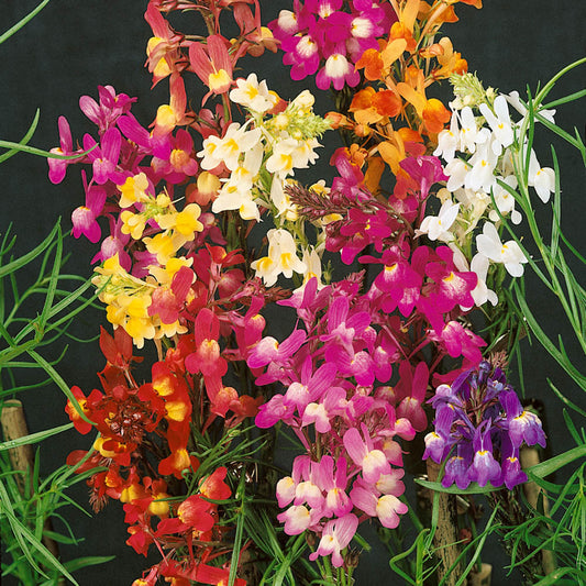 Moroccan Toadflax Flower Seeds