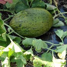 Green Toadskin Melon Seeds for Planting - Heirloom Fruit Variety