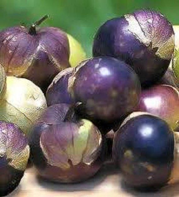 Purple Tomatillo (Physalis ixocarpa) Husk Tomato – Fruit & Vegetable Seeds