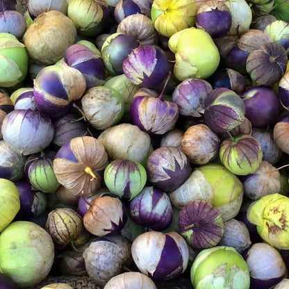 Purple Tomatillo (Physalis ixocarpa) Husk Tomato – Fruit & Vegetable Seeds