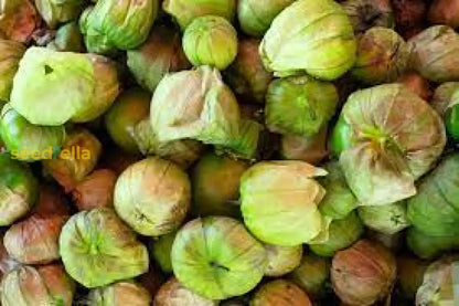 Tomatillo Fruit Seeds for Planting