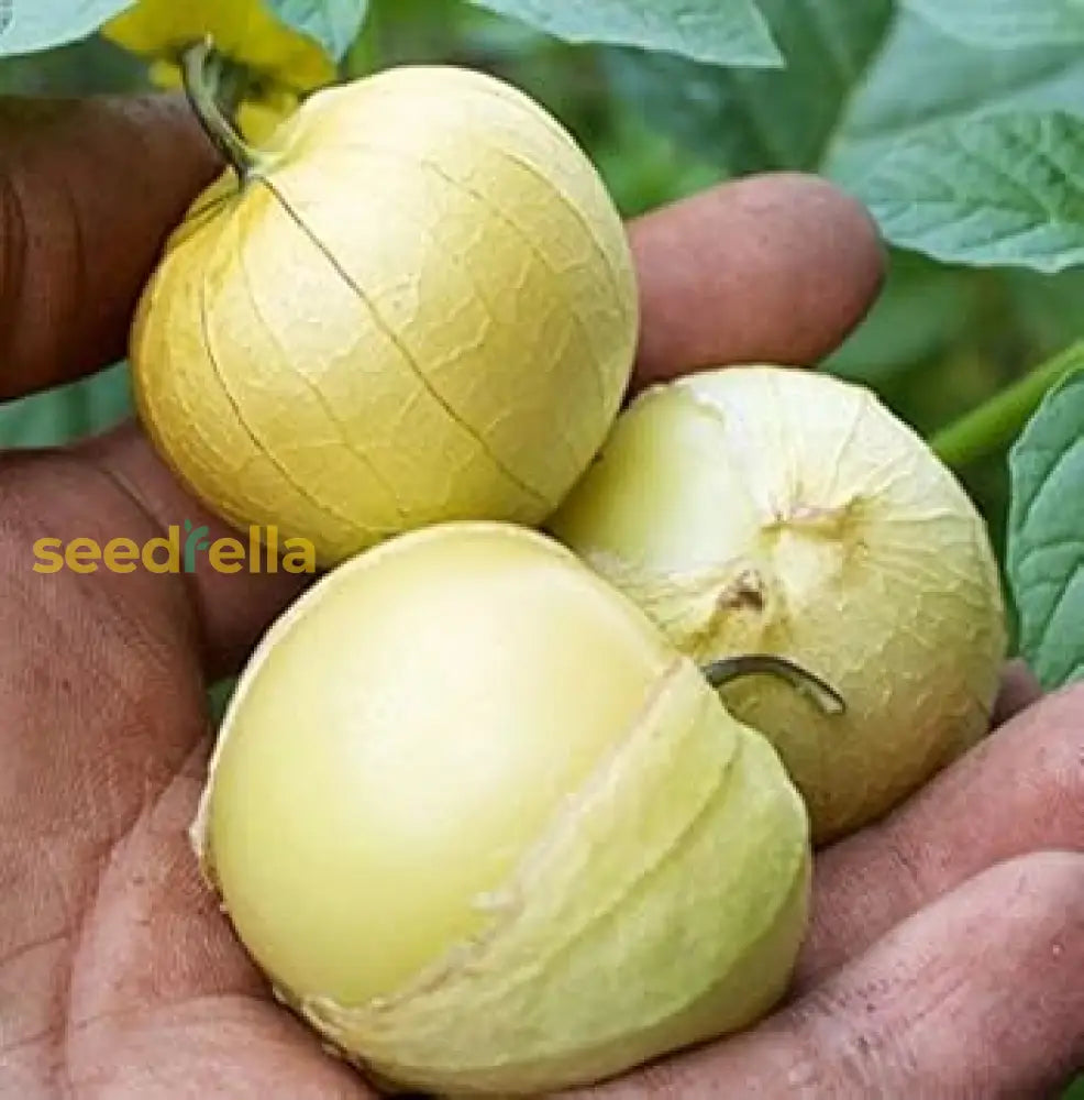 Tomatillo Fruit Seeds For Planting heirloom non-gmo organic garden seeds