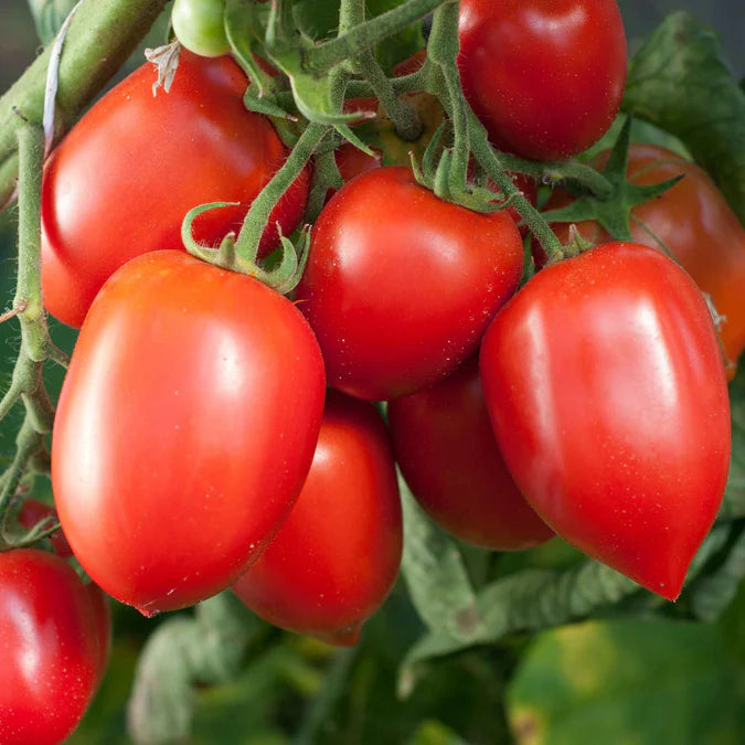 Amish Paste Tomato Vegetable Seeds