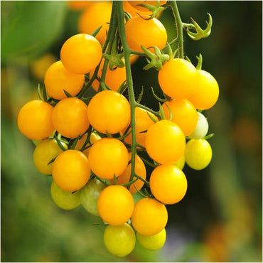 Yellow Cherry Tomato (Solanum lycopersicum) Seeds for Planting – Heirloom, Non-GMO, Sweet Flavor, Annual