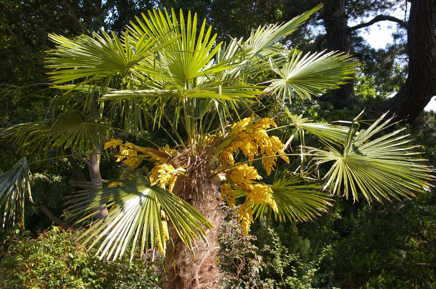 Trachycarpus Fortunei Flower Seeds