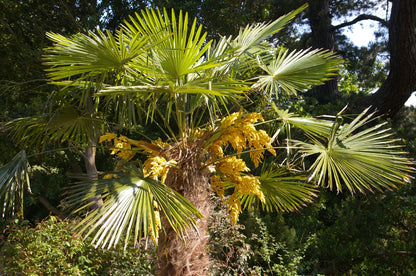 Trachycarpus Fortunei Flower Seeds