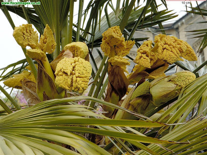 Trachycarpus Fortunei Flower Seeds