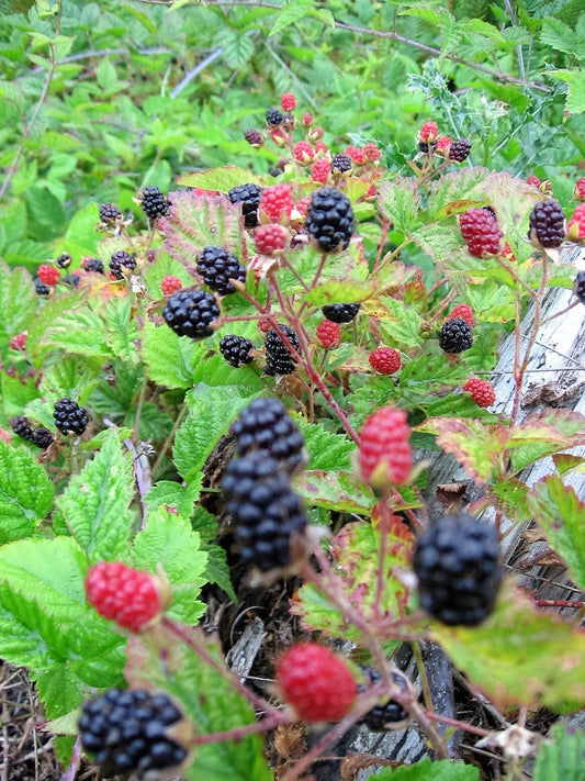 Trailing Blackberry Rubus Ursinus Vining Shrub Fruit Berry Seeds – Pacific Blackberry heirloom non-gmo organic garden seeds