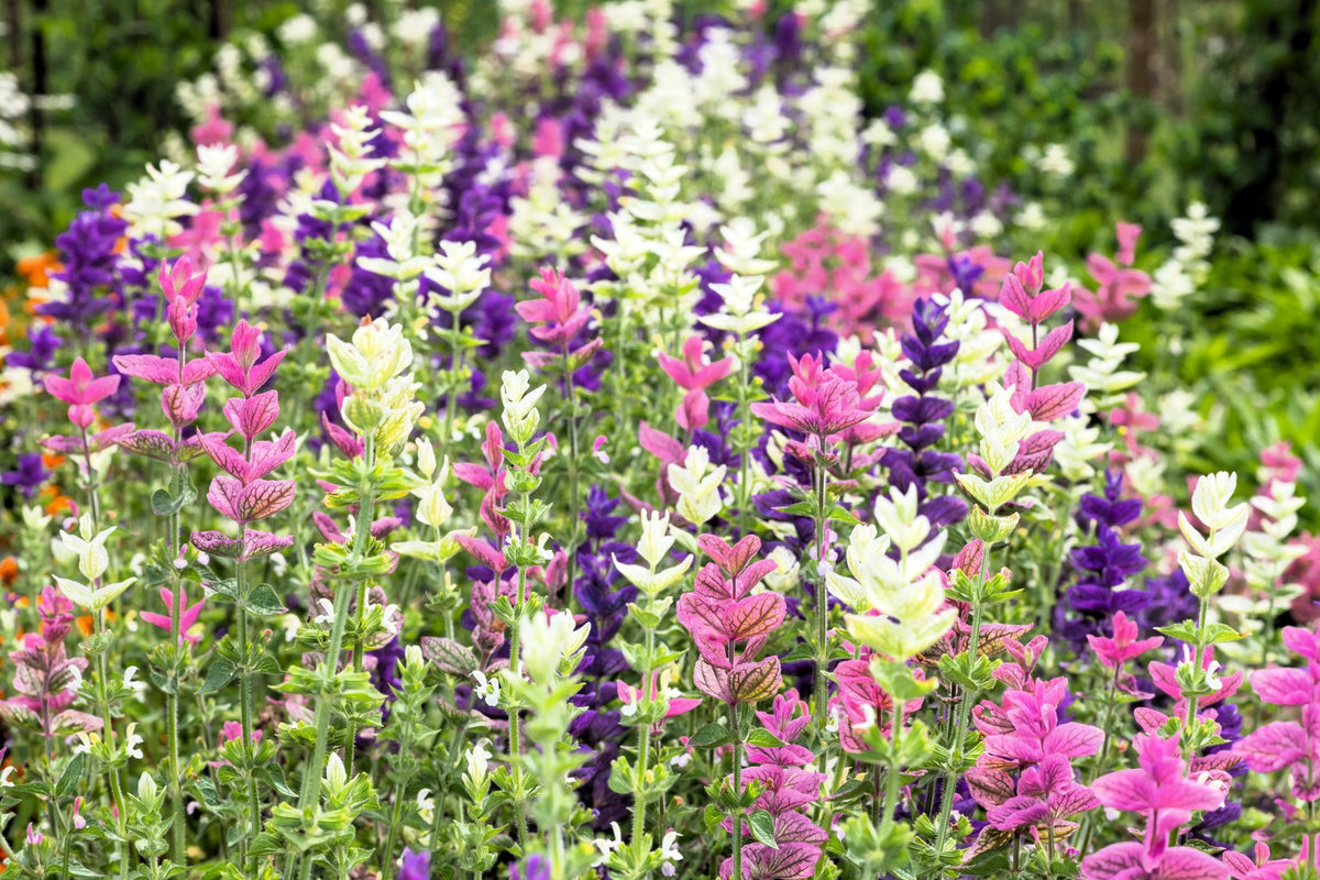 Tricolor Clary Sage (Salvia viridis horminum) Mix - Blue, Pink, White Herb Flower Seeds
