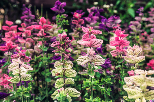 Tricolor Clary Sage Salvia Viridis Horminum Mix Blue, Pink, White Herb Flower Seeds heirloom non-gmo organic garden seeds