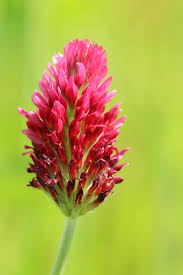 Crimson Clover (Trifolium incarnatum) Carnation, French, or Italian Clover Flower Seeds