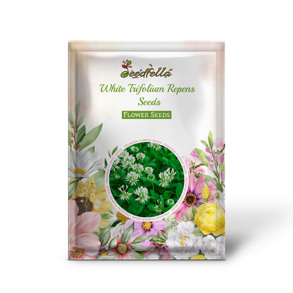Trifolium Repens White Clover Seeds for Lush Green Lawns