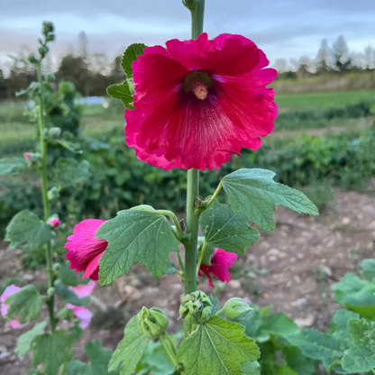 Pink Hollyhock Flower Seeds