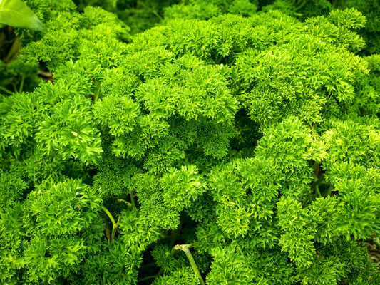 Triple Curled Parsley Petroselinum Hortensis Herb Vegetable Seeds heirloom non-gmo organic garden seeds