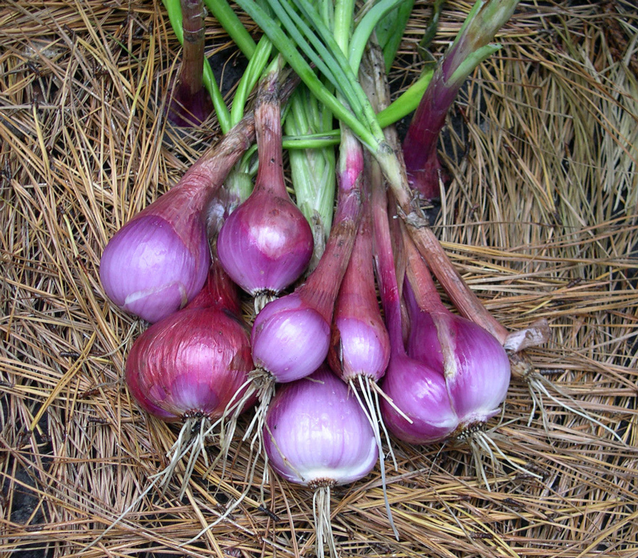 Tropeana Lunga Heirloom Onion Vegetable Seeds