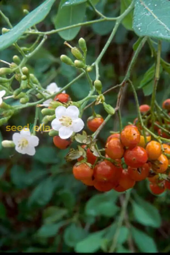 植え付け用オレンジオバタバハマ樹の種