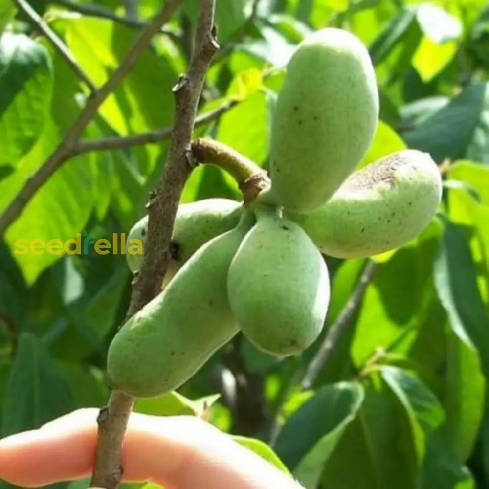 Green Banana Paw Fruit Seeds for Planting