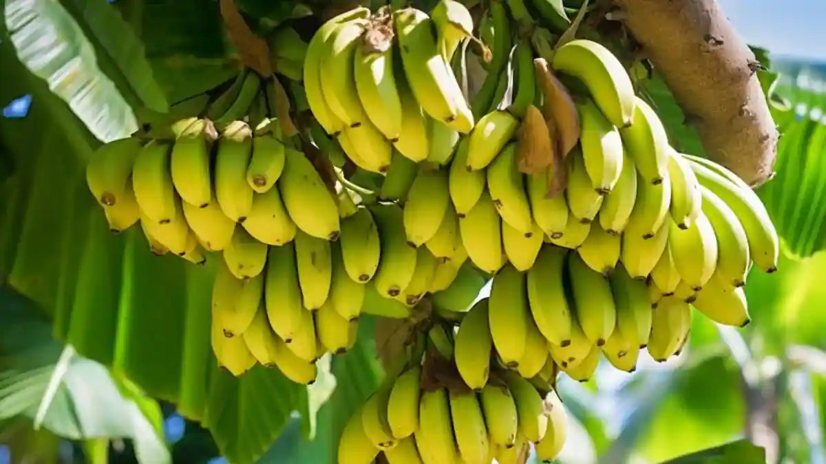 Tropical Banana Seeds for Planting - Cultivate Sweet Bananas at Home!
