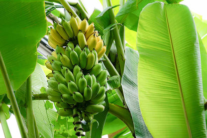 Tropical Banana Seeds for Planting - Cultivate Sweet Bananas at Home!