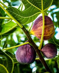 Plant Black Mission Fig Seeds - Cultivate Sweet and Tasty Figs