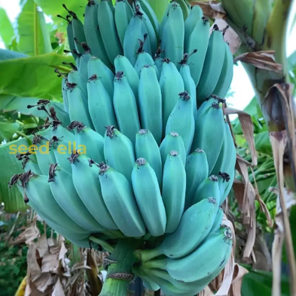 Blue Java Banana Fruit Seeds for Planting