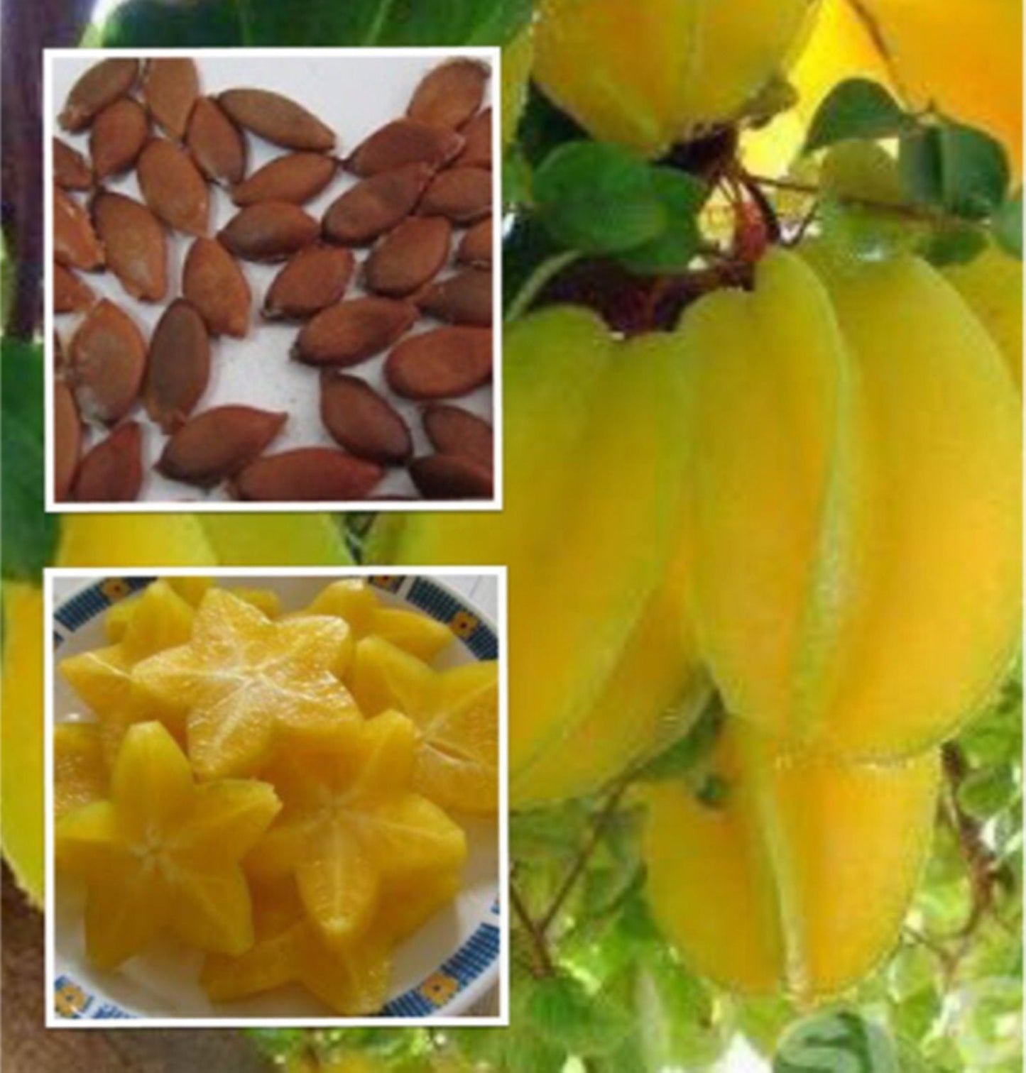 Yellow Carambola Seeds for Planting – Tropical Fruit Delight