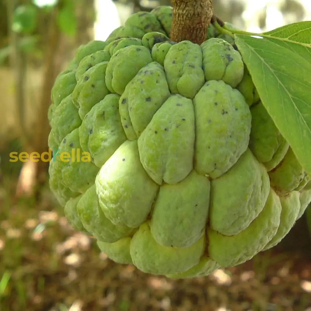 Custard Apple Seeds for Home Garden Planting Sweet Tropical Fruit
