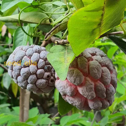 Red Custard Apple Tree Seeds for Planting Grow Your Own Delicious Fruit