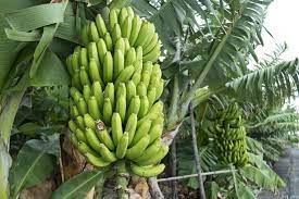 Dark Green Banana Fruit Seeds for Planting