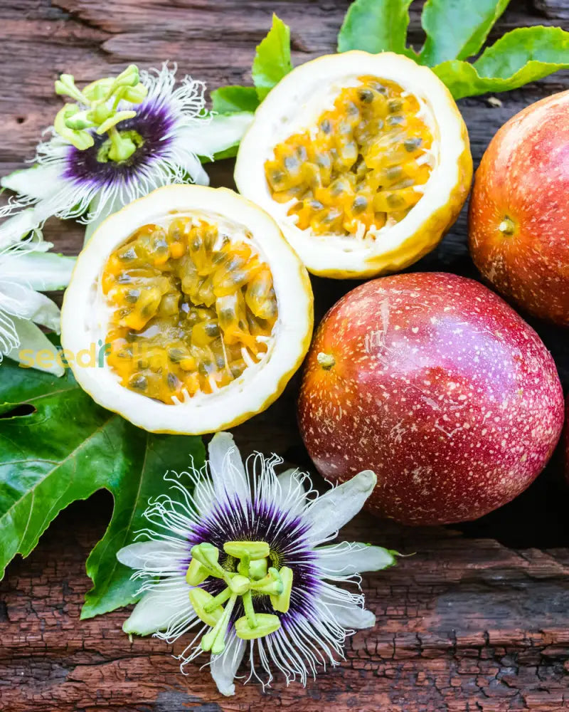 Plant Dark Purple Passion Fruit Seeds Premium Seeds for Gardening
