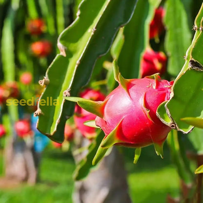 Red Pitaya Fruit Seeds for Easy Planting