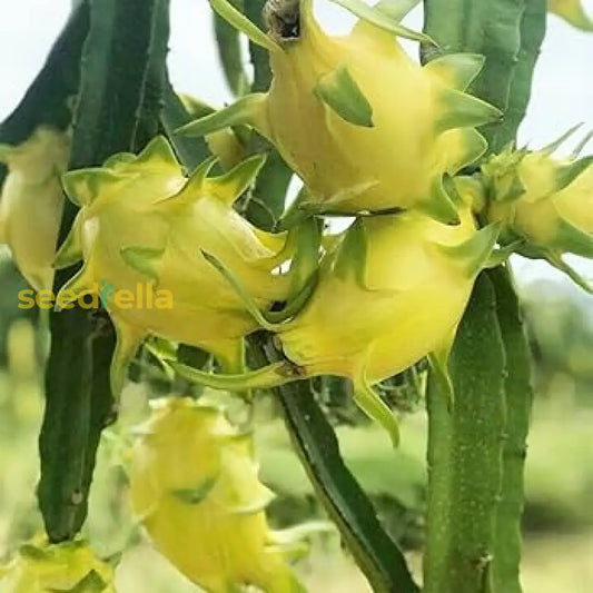 Yellow Dragon Fruit Planting Seeds Grow Exotic Pitaya At Home heirloom non-gmo organic garden seeds