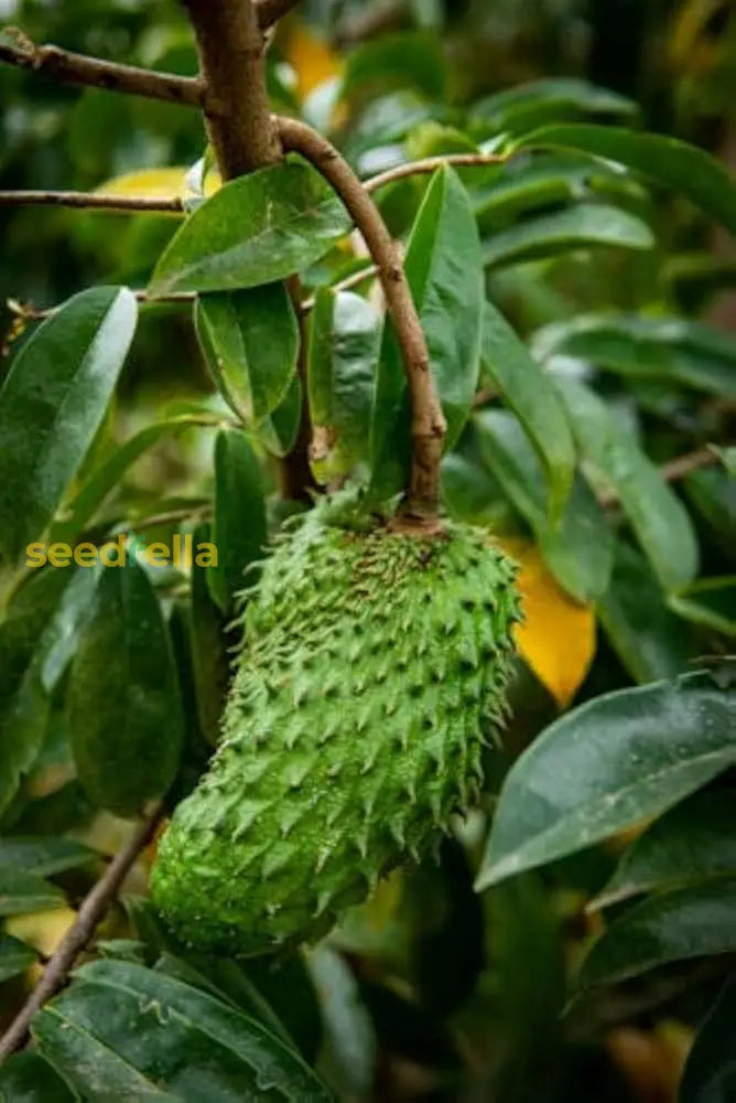 Giant Soursop Planting Seeds for Growing Exotic Fruit - Premium Quality, Easy to Grow