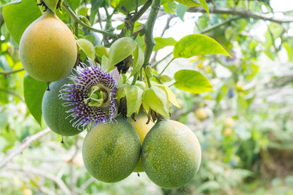 Sweet Granadilla (Passiflora ligularis) Yellow Passionfruit – Huge Purple & White Flower Yellow-Orange Fruit Vine Seeds