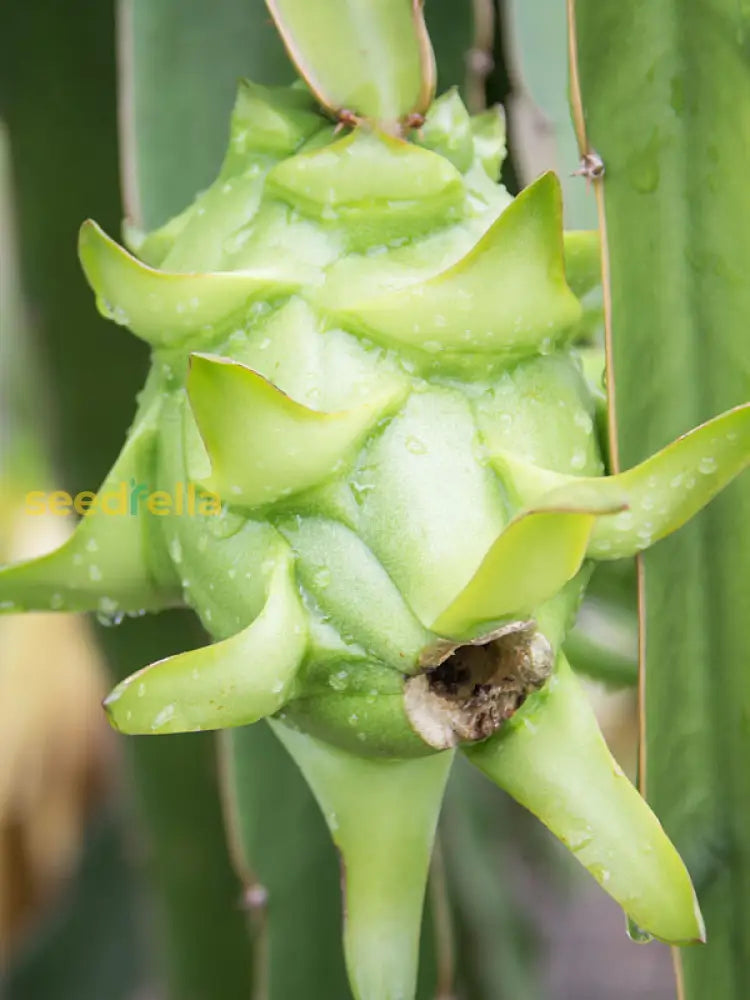 Green Pitaya Fruit Seeds - Grow Exotic Dragon Fruit