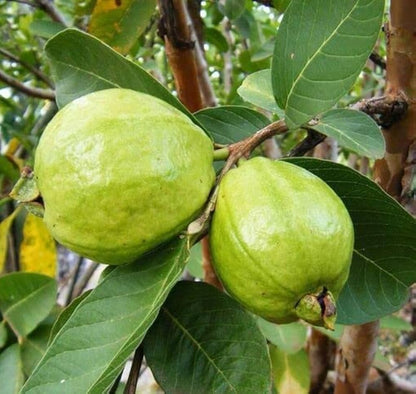 Guava Fruit Tree (Psidium guajava) Shrub Seeds – White Flowers & Edible Fruit