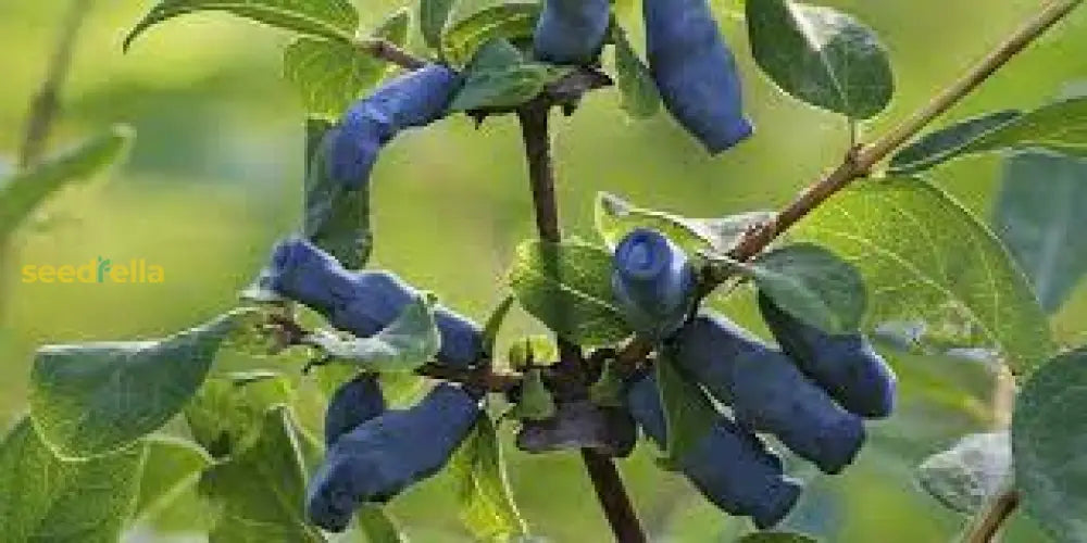 Haskap Fruit Seeds for Planting - Grow Your Own Delicious Haskap Berries