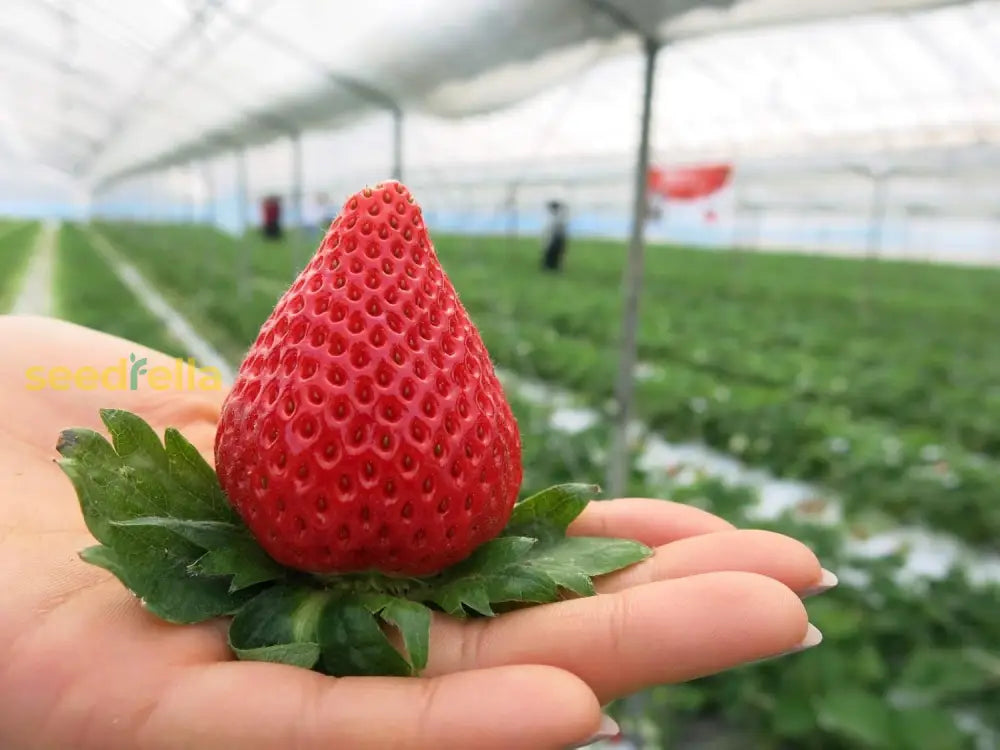 Japanese Hokowase Strawberry Seeds for Planting - Sweet & Juicy Fruit Seeds