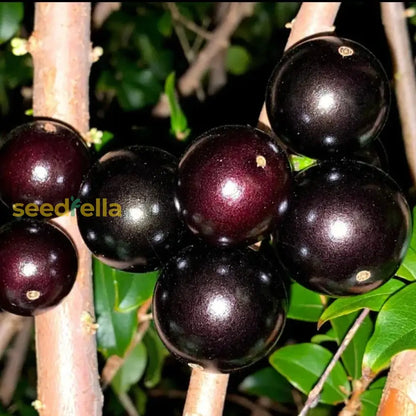 Jaboticaba Fruit Seeds For Planting Grow Exotic Tropical Fruit In Your Garden heirloom non-gmo organic garden seeds