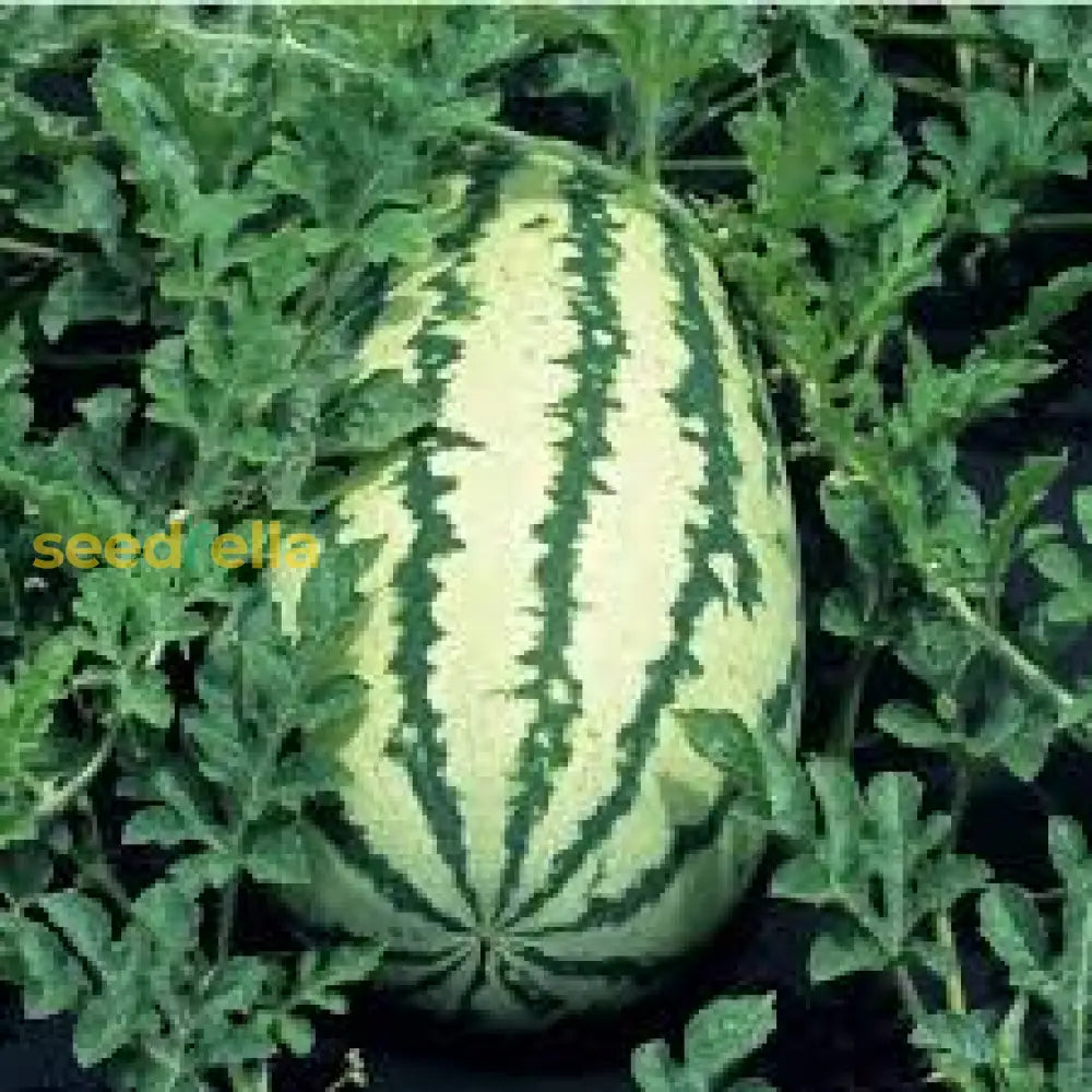 Klondike Watermelon Seeds for Planting Sweet & Juicy Melons