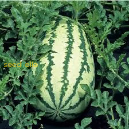 Klondike Watermelon Seeds for Planting Sweet & Juicy Melons