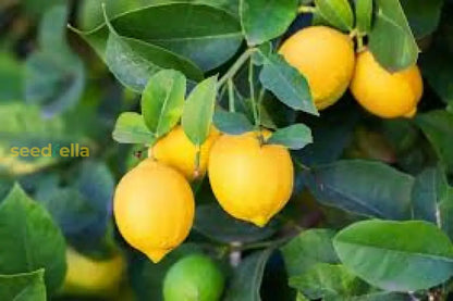 Lemon Seeds for Planting - Yellow Fruit Variety