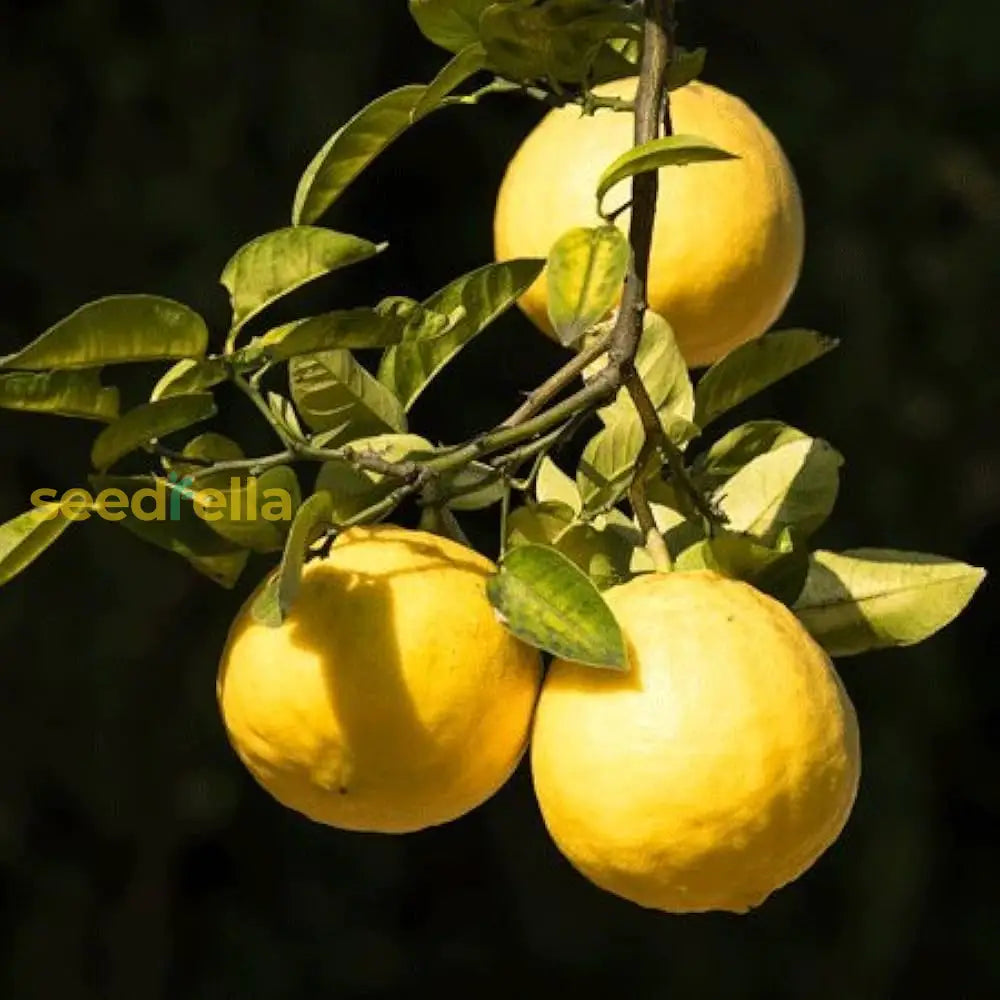 Ponderosa Lemon Tree Seeds for Planting - Grow Your Own Lemons