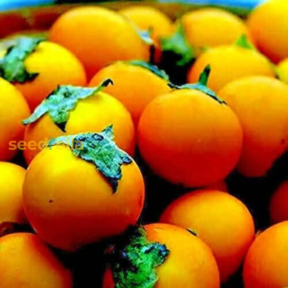 Orange Naranjilla Lulo Seeds for Planting Grow Exotic Tropical Fruit at Home