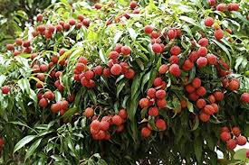 Leeche Fruit Seeds for Planting - Grow Your Own Lychee Tree at Home