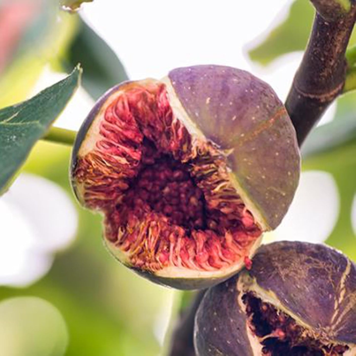 Madeira Fig Fruit Seeds for Planting | Grow Delicious Figs at Home